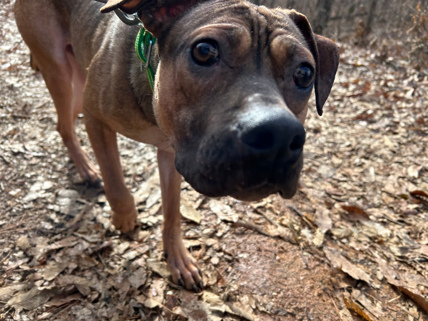Pepper