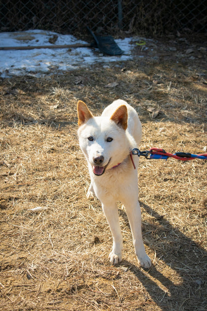 Hari