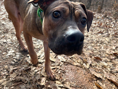Pepper