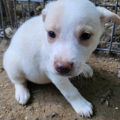 Gongju